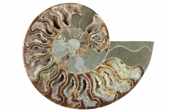 Cut & Polished Ammonite Fossil (Half) - Madagascar #241015